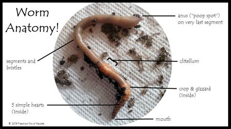 Worm Anatomy Science for Preschoolers! | Preschool Powol Packets