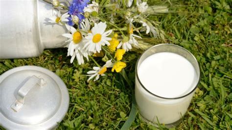 Raw Milk, Toned Milk and Other Types: Which One Does Your Family Need? - Statyourself