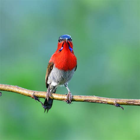 Burung Madu Sepah Raja Foto Stok Potret And Gambar Bebas Royalti Istock