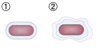 Difference Between Capsule and Slime Layer | Structure, Characteristics, Role