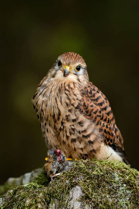 Northumberland Birds of Prey Photography Workshop – Alan Hewitt Photography