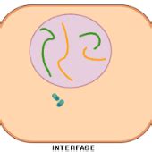 Print Matching Pairs Mitosis Biolog A Bachillerato Biologia