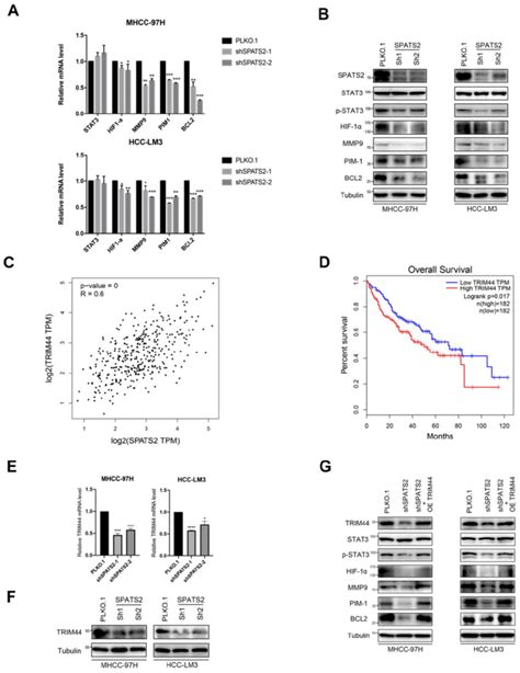 Spats Silencing Inhibits Trim Stat Axis In Hcc Cells A Q Pcr For