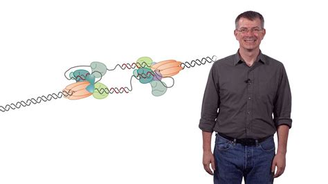 Mechanisms of Chromosomal DNA Replication • iBiology