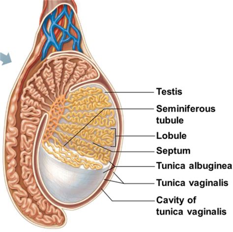 Ch 27 Reproductive System Flashcards Quizlet