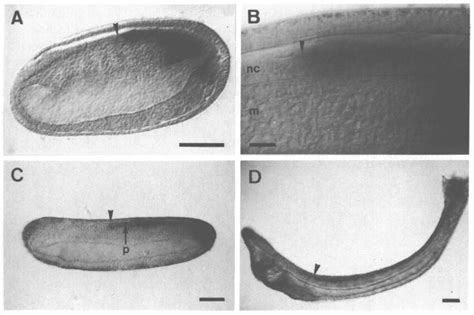 Expression Of The Amphihox3 Homeobox Gene During Amphioxus Development Download Scientific