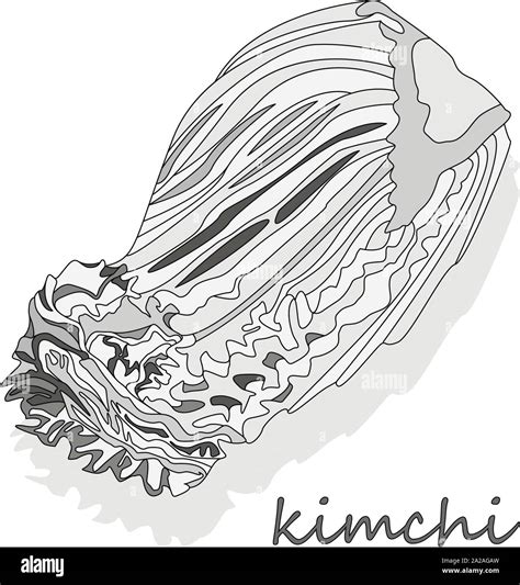 Kimchi, traditional korean food. Illustration on white Stock Vector ...