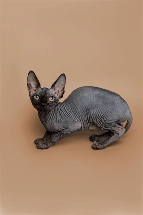 meet molly  sweet sphynx kitten companion