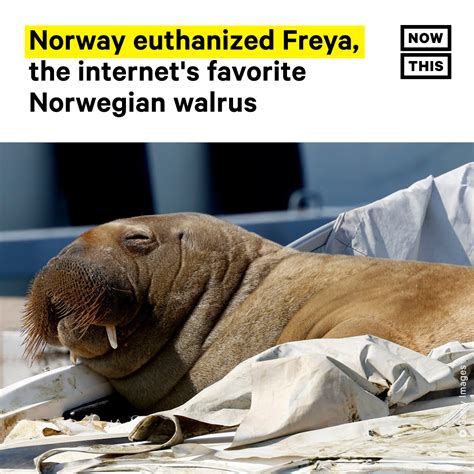 Freya The Walrus Who Became An Internet Celebrity This Summer Was