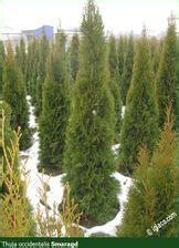 Thuja Occidentalis Smaragd Z Gruntu Tuja Szmaragd Wysoko