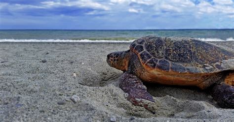 Il Primo Nido Di Caretta Caretta Del In Calabria Il Rifugio