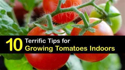 10 Terrific Tips for Growing Tomatoes Indoors