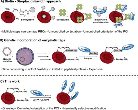 Red Blood Cell Diagram Labeled