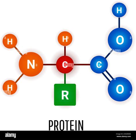 Proteins Basic Chemical Structure