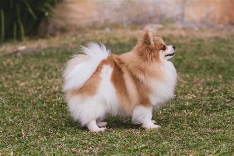 Spitz Alem O Tudo Sobre Essa Ra A De Cachorro Adoro Pets