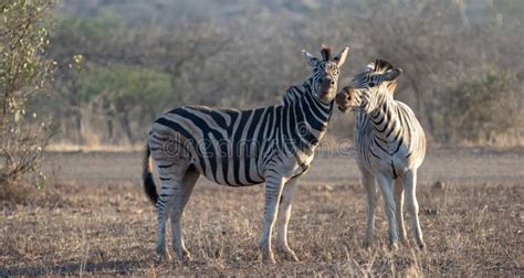 Two Zebra Stallions Equus Quagga Biting On Each Other During Golden