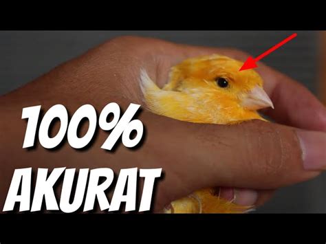 Ciri Ciri Burung Kenari Jantan Masih Muda Kenari Sakinah