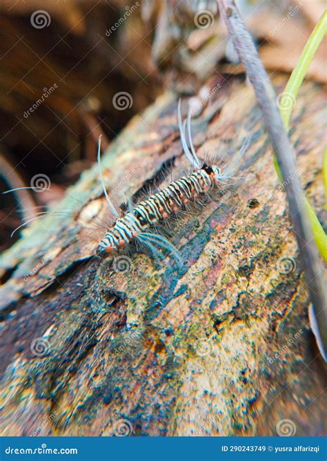 Photo of a Caterpillar Walking on a Tree Stock Image - Image of