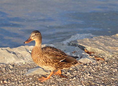 Mallard Tepi Sungai Perairan Foto Gratis Di Pixabay Pixabay