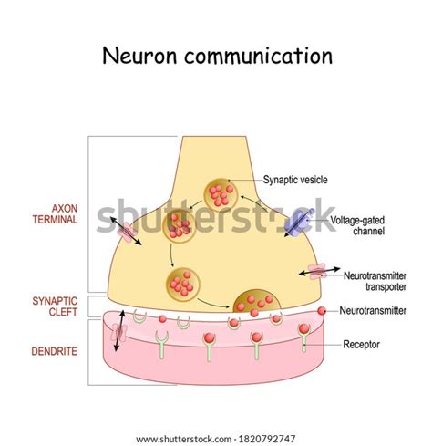 Chemical Synapse Structure Neuron Communication Closeup Stock Vector