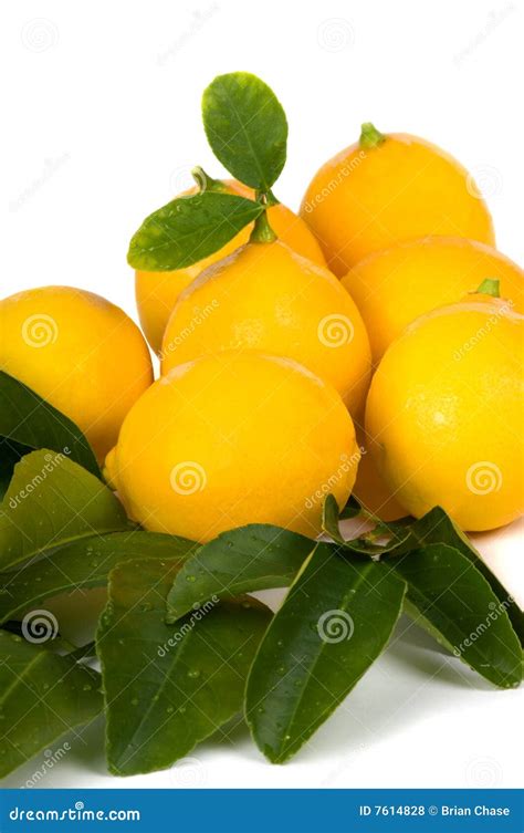 Organic Lemons stock photo. Image of aromatic, acid, lemons - 7614828