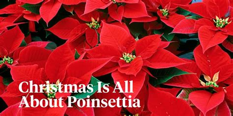 The Popular Christmas Plant Poinsettia You Need To Know Of