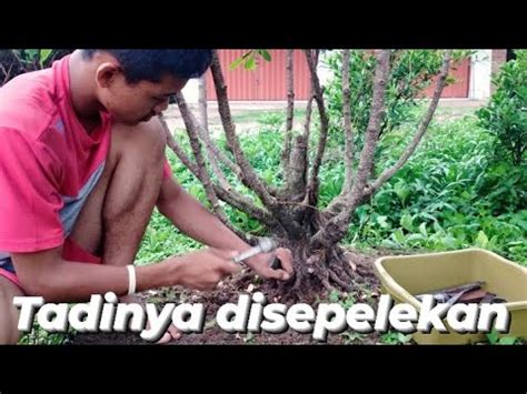 Sortir Akar Kimeng Gabungan Yangmudayangberkarya Hobby Seni