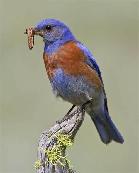 Western bluebird - Alchetron, The Free Social Encyclopedia