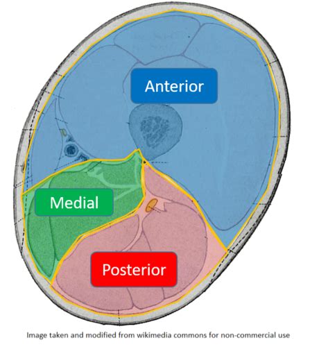 Locomotor Anatomy Of Knee Flashcards Quizlet