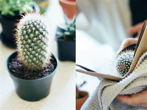 How To Repot A Cactus World Of Succulents