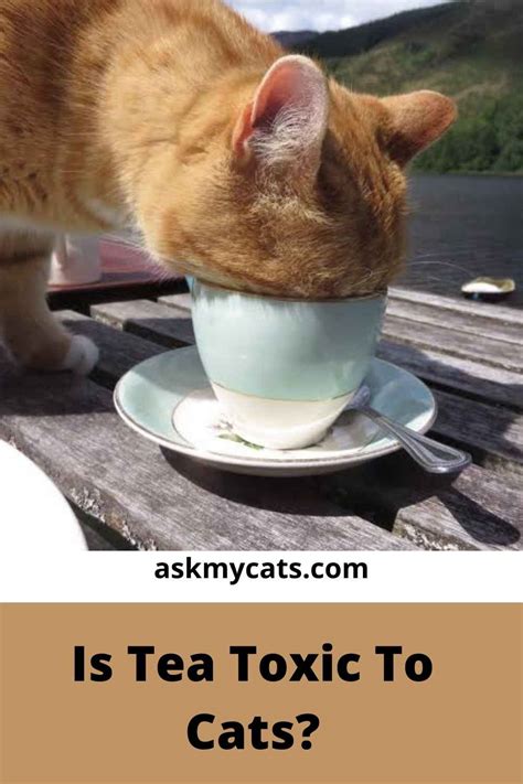 Can Cats Drink Tea Is Tea Toxic To Cats