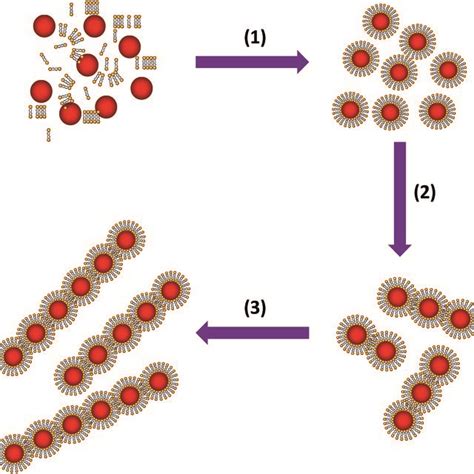 Schematic Illustration Of The Self Assembly Process Of Colloidal