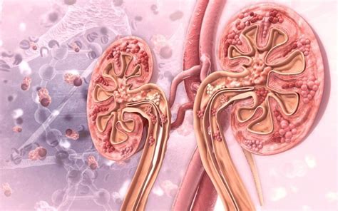 IgA Nephropathy: Managing Symptoms and Improving Lifestyle