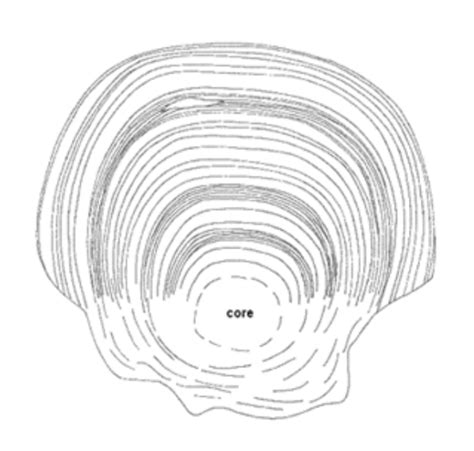 The Anatomy Of A Bony Fish Biology Libretexts