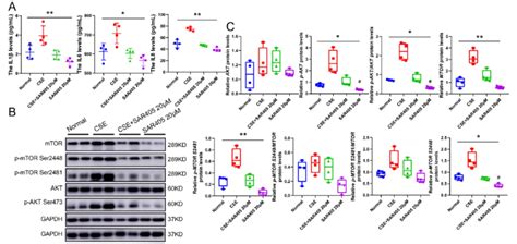 Diminished Pik3c3 Represses The Activation Of Akt Mtor Signaling A Download Scientific