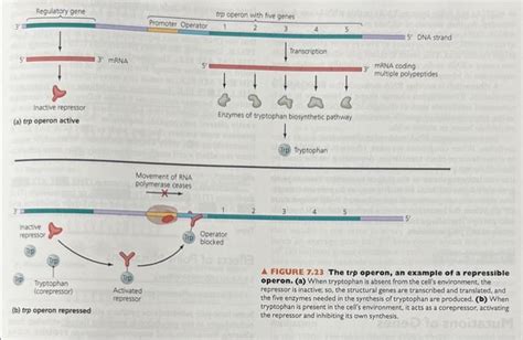 Solved describe in one or two paragraphsdescribe the | Chegg.com