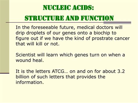 Ppt Nucleic Acids Structure And Function Powerpoint Presentation