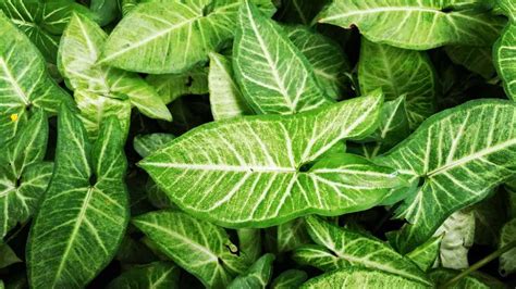 How To Grow And Care For Arrowhead Plant Complete Guide