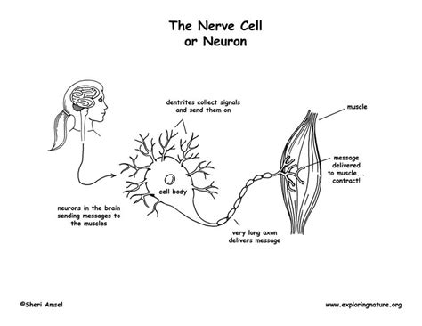 Neuron Clipart Neurons Coloring Pages Human Color Simple Nerve Sexiz Pix