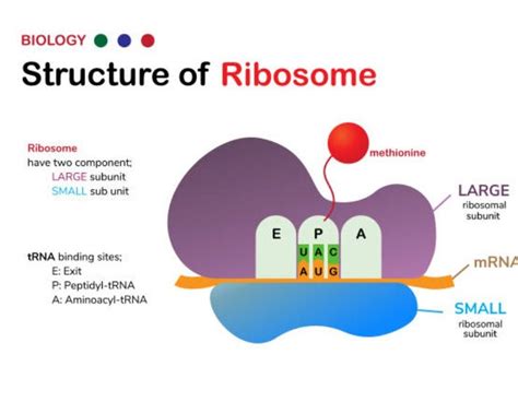 Fungsi Ribosom Ciri Ciri Bentuk Struktur And Jenisnya Transkripsi