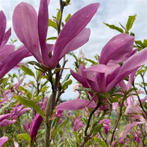 Magnolia Susan Pot Grown ScotPlants Direct UK