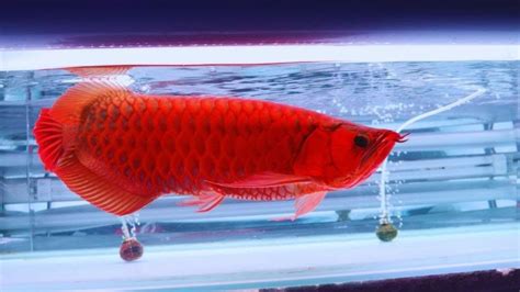 Healthy Super Red Arowana Fish At Rs 100000 In North 24 Parganas ID