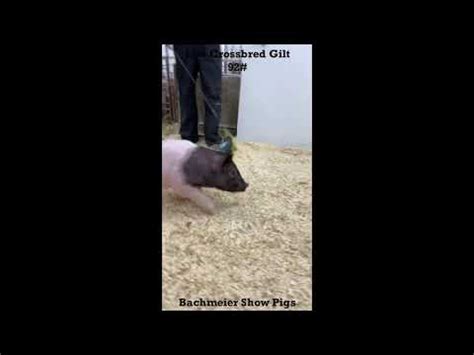 Crossbred Gilt 15 1 Bachmeier Show Pigs YouTube