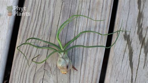 Where Do Air Plants Come From Native Origins Outlined Seeds N Flowers