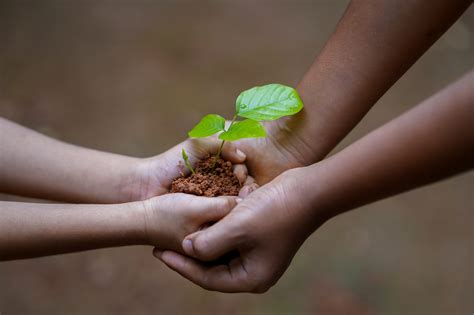 Naturaleza vs Crianza Cuál Es Más Importante Para El Desarrollo De