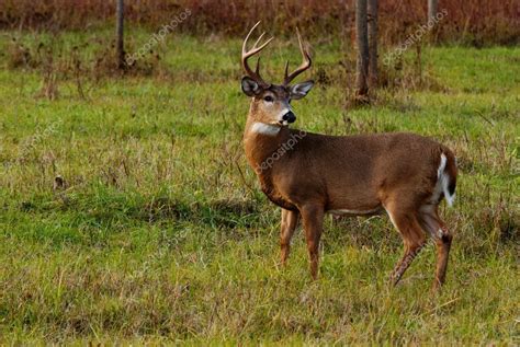 Whitetail Deer Buck Stock Photo By ©brm1949 34696959