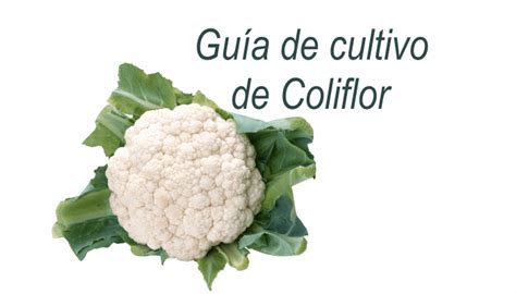 Guía Técnica De Cultivo De Coliflor En Pdf Infoagronomo