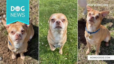 Meet Prancer The ‘demonic Chihuahua Going Viral For His Adoption Ad