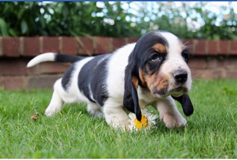 Heaven Scent Bassets Bassett Hound Basset Hound Basset