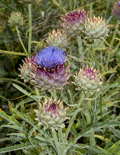 Cynara Cardunculus Subsp Cardunculus